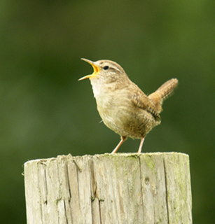 Knockmealdown Active Dawn Chorus Knockmealdown Active Dawn Chorus