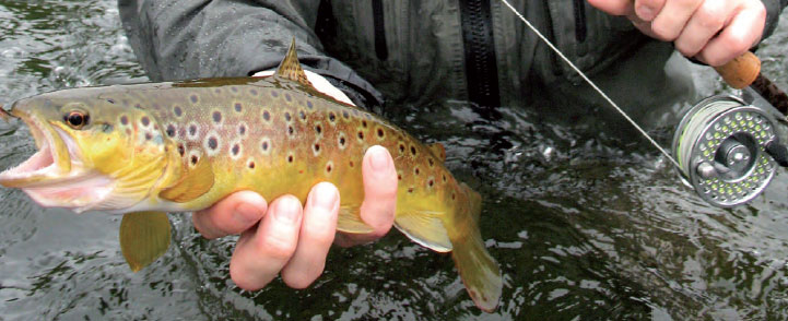 Fish-in-the-Hand Fishing Permits and Contacts for the Suir